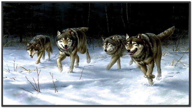 Wolves Running in Snow — White, Dramatic, Winter