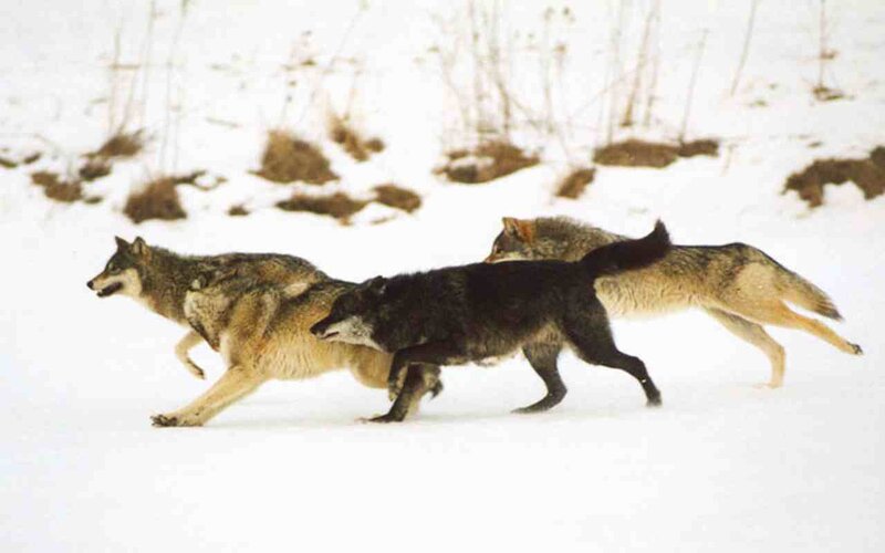 Wolves Running in Snow — White, Dynamic