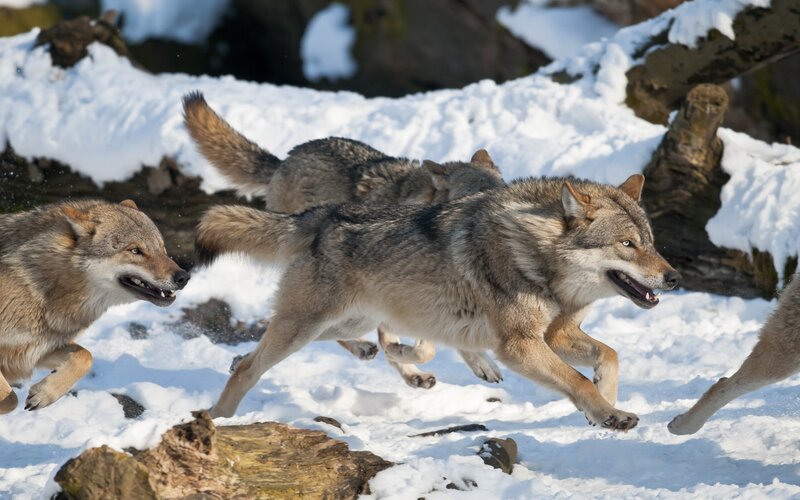 Wolves Running in Snow — White, Dynamic, Winter, Photograph, Rocks