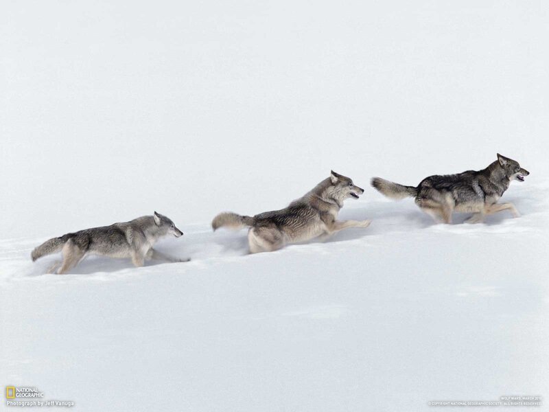Wolves Running in Snow — White, Dynamic, Winter, Photograph