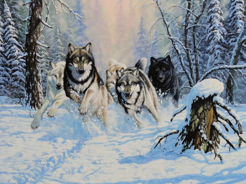 Wolves Running in Snow — White, Dynamic, Winter