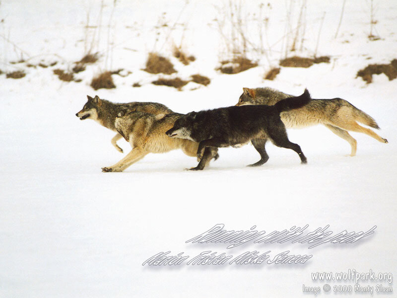 Wolves Running in Snow — White
