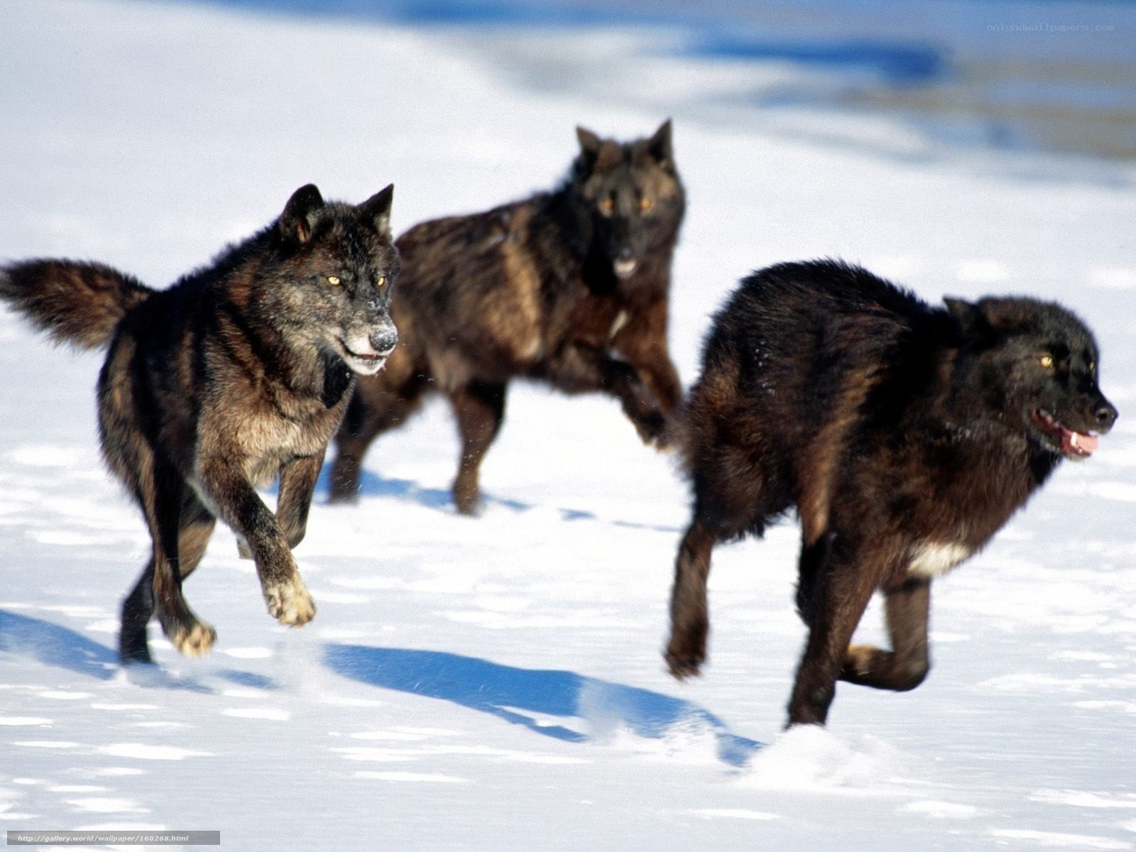 wolves running in snow