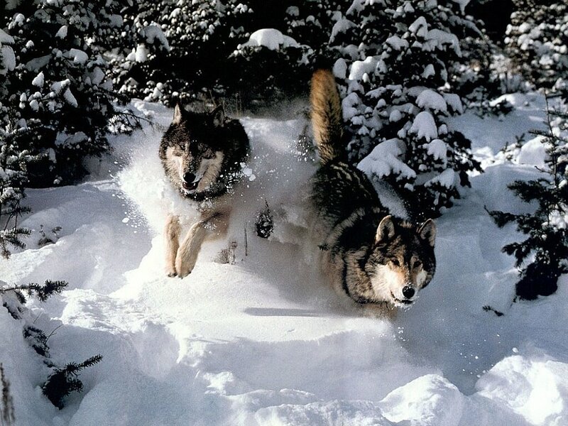 Wolves running in the snow