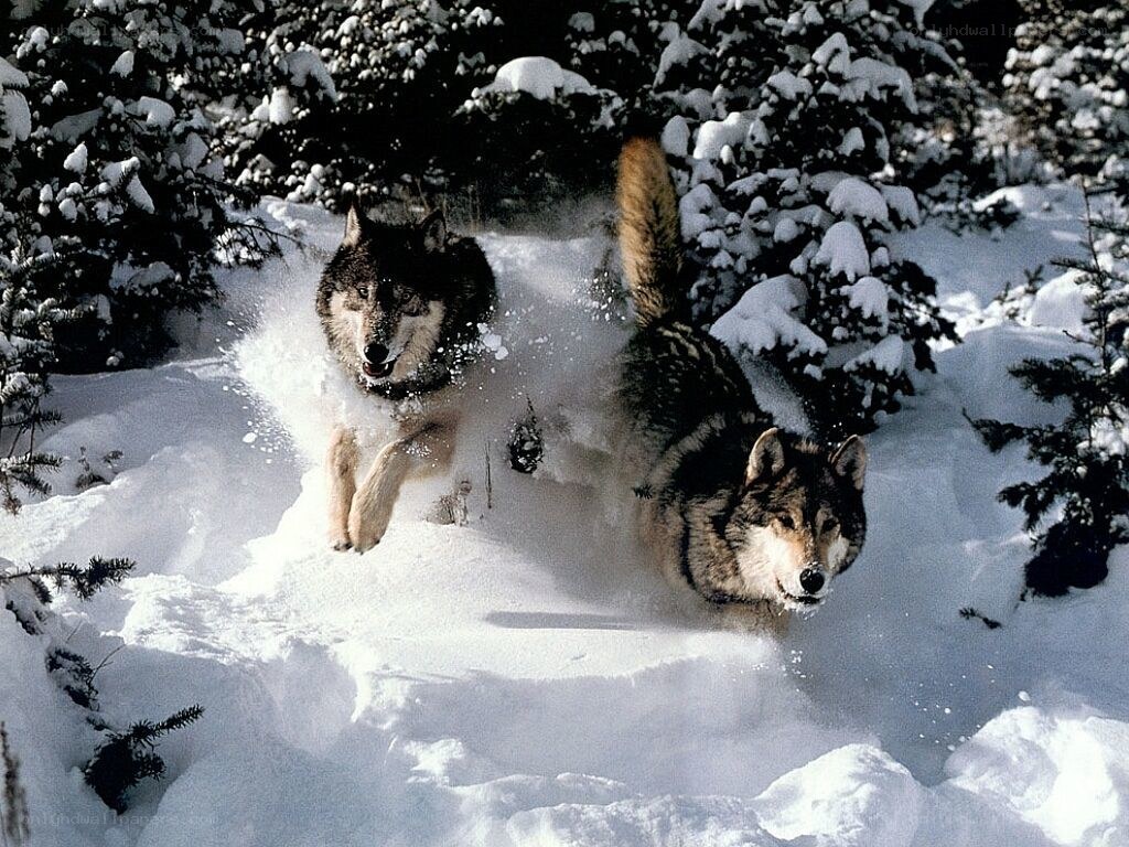 Wolves running in the snow