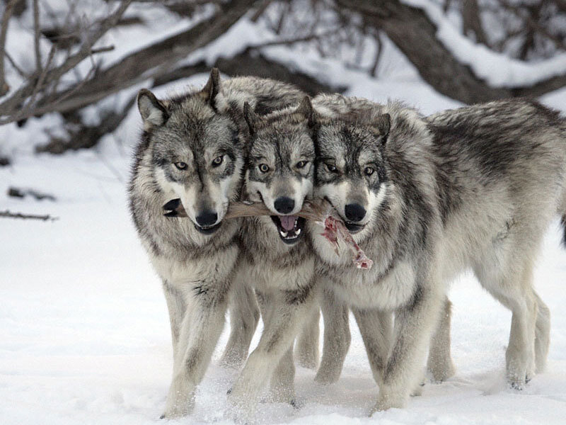 Wolves sharing a bone in snow