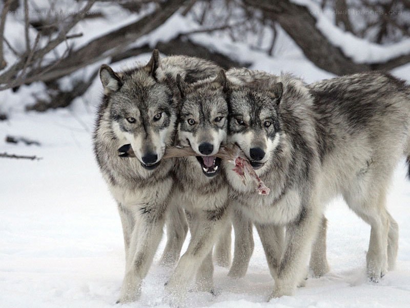 Wolves sharing a bone in snow