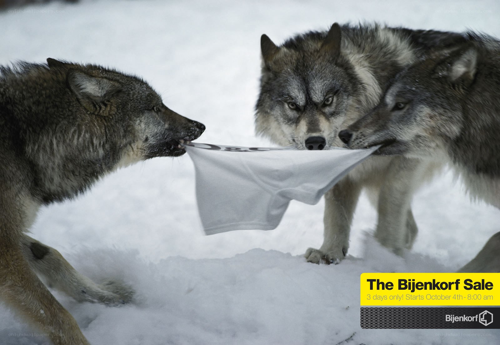 Wolves tug on a shirt
