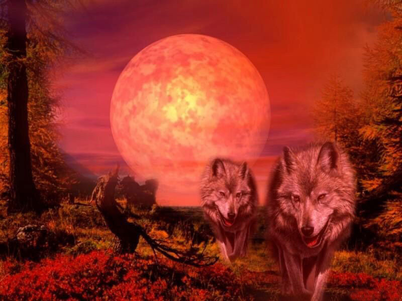 Wolves under a red moon
