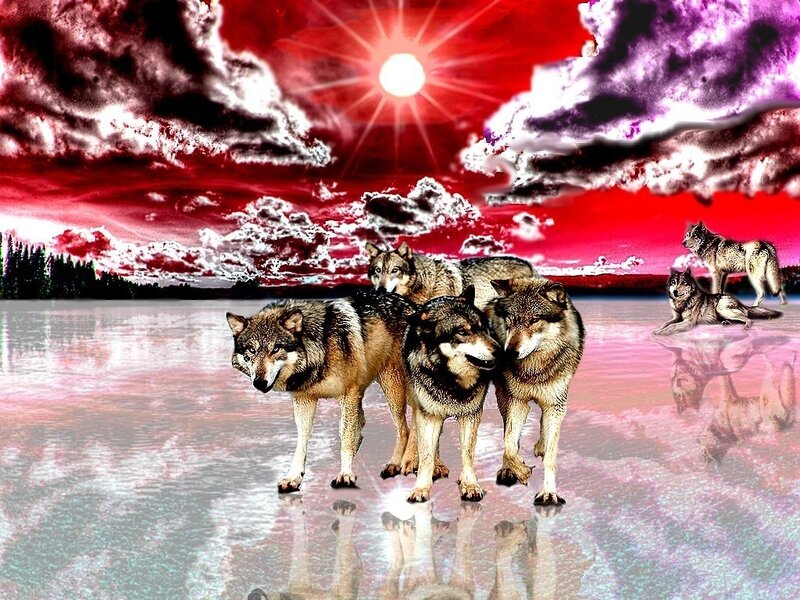 Wolves under a red sky