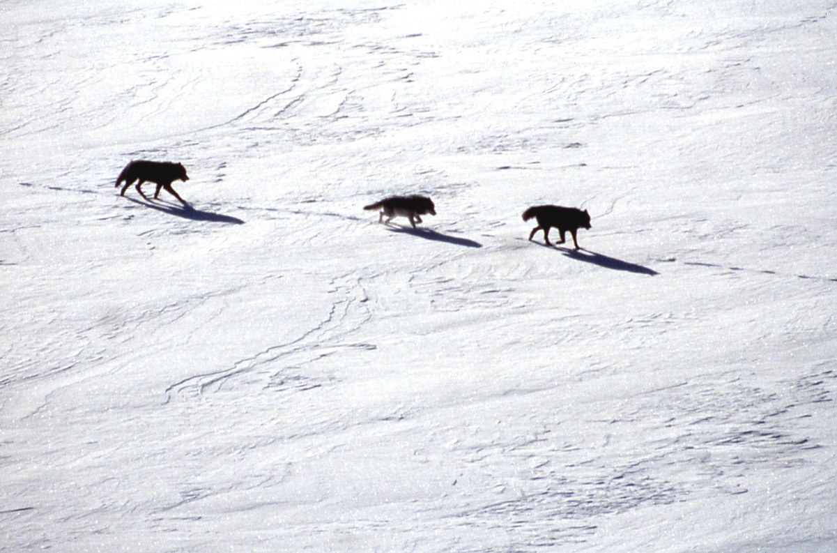 Wolves walking in snow
