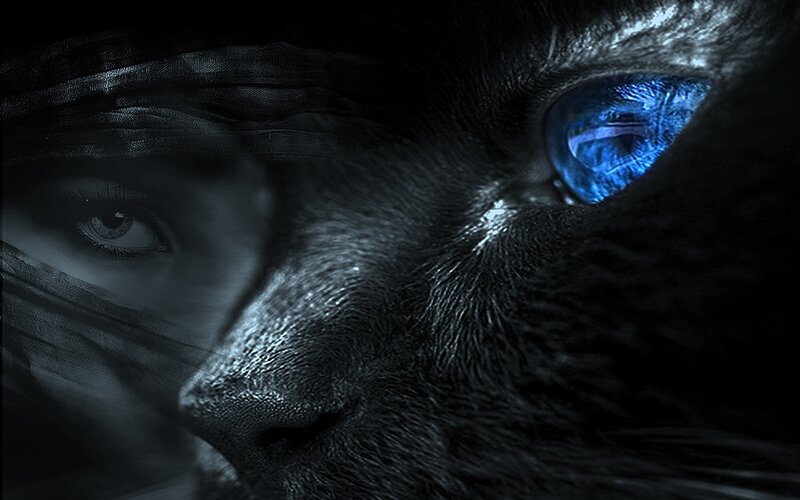 woman and cat with blue eyes
