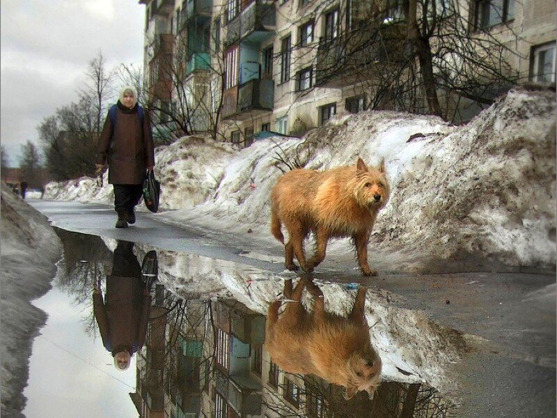 Woman and dog on snowy street