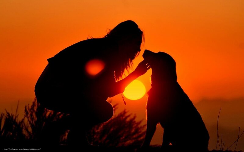 Woman and Dog Silhouette — Orange, Serene, Sunset, Photograph, Sun