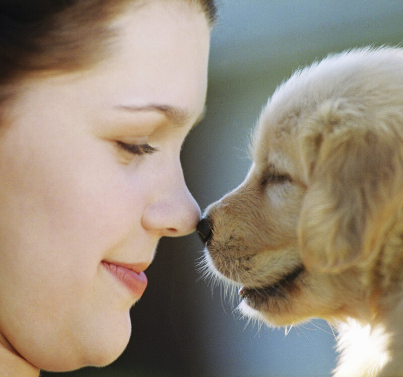 Woman and Golden Retriever Puppy — White, Calm