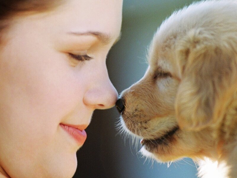 Woman and Golden Retriever Puppy — White