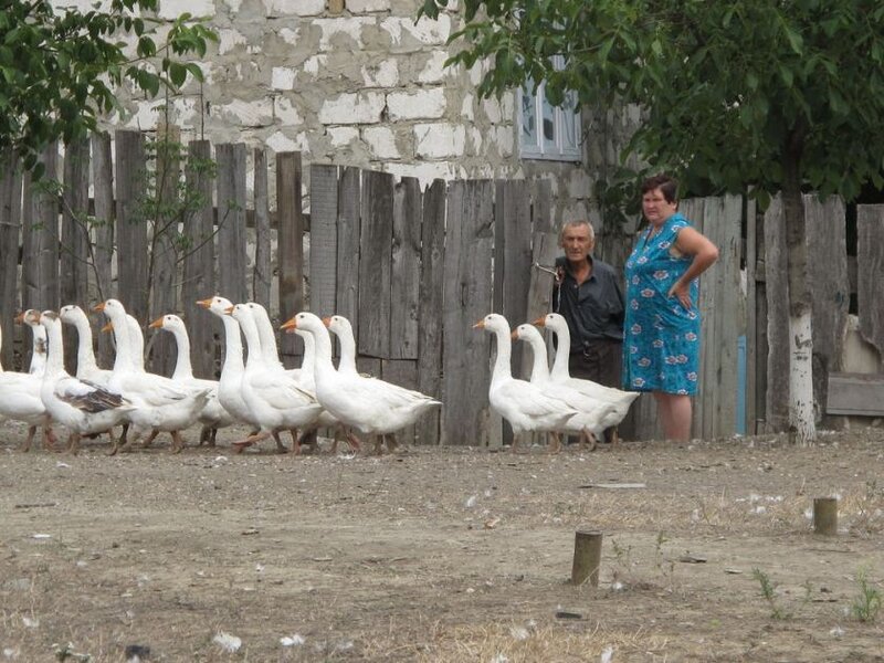 Woman and Man with Geese
