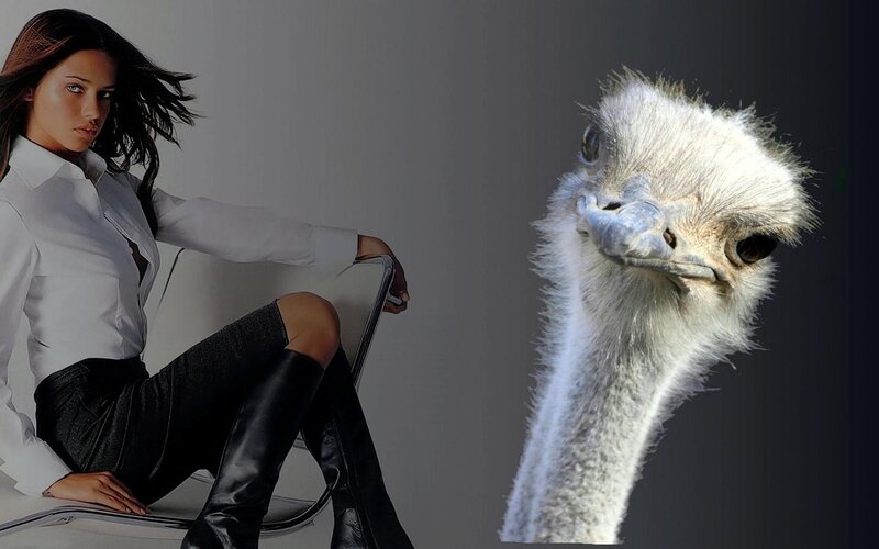 woman and ostrich head