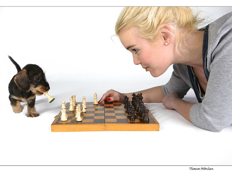Woman and Puppy Playing Chess