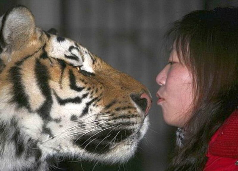 woman and tiger face to face