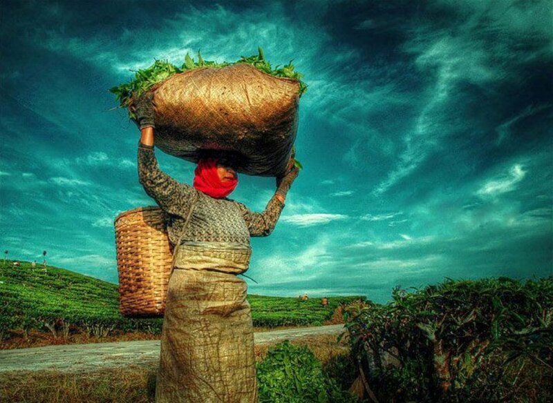 Woman Carrying Tea Leaves