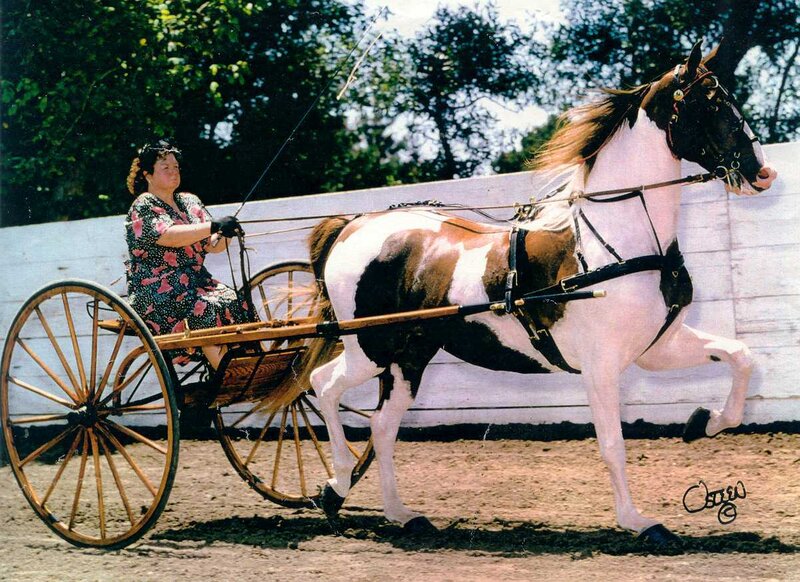 Woman Driving Horse-drawn Cart