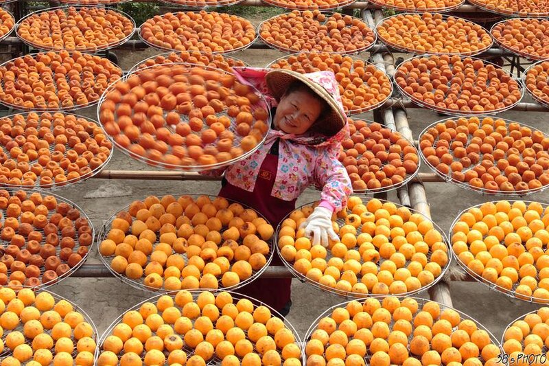 Woman Drying Persimmons