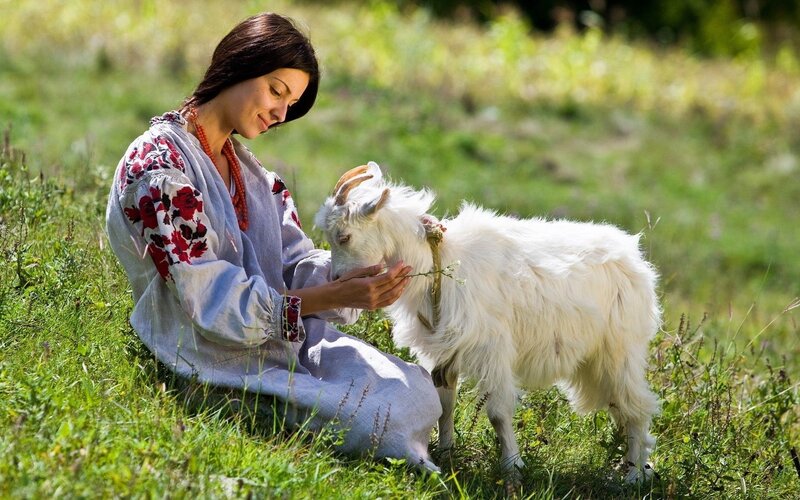 Woman feeding a goat in a field