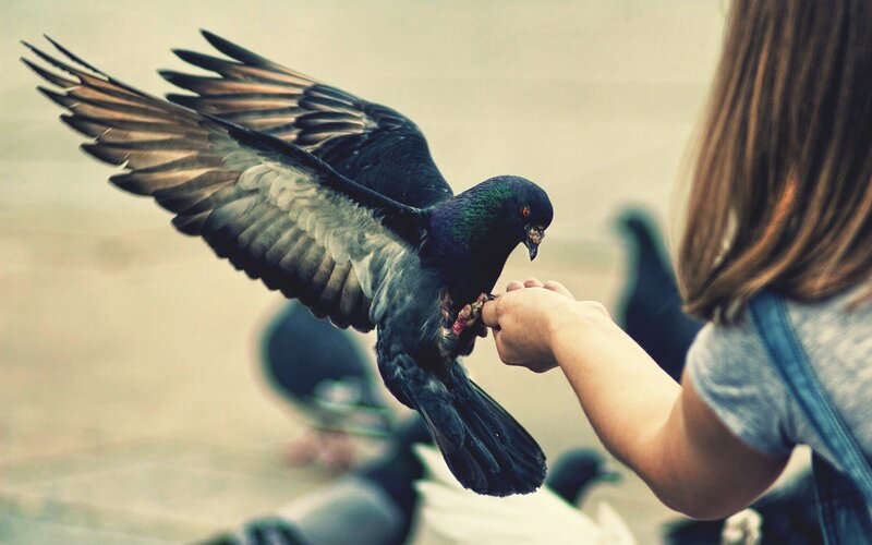 woman feeding a pigeon