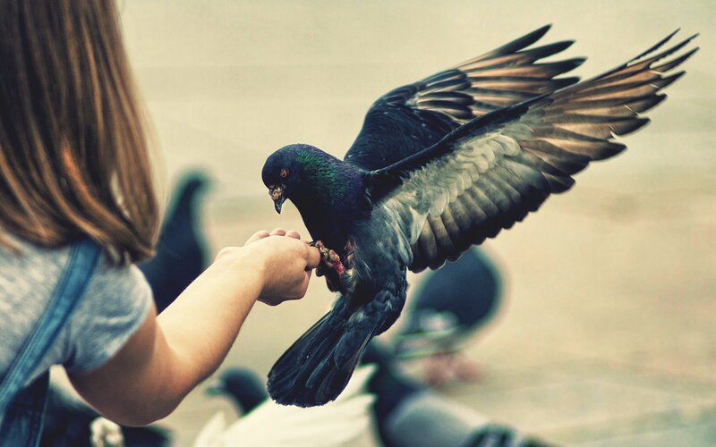 woman feeding a pigeon