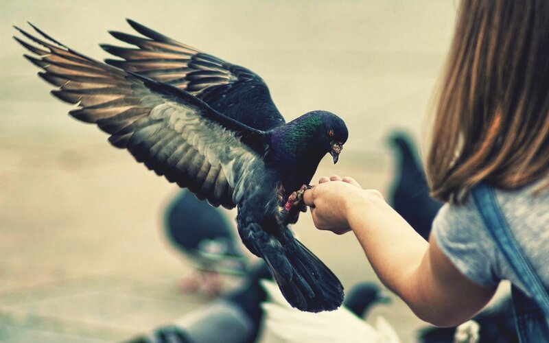 woman feeding a pigeon