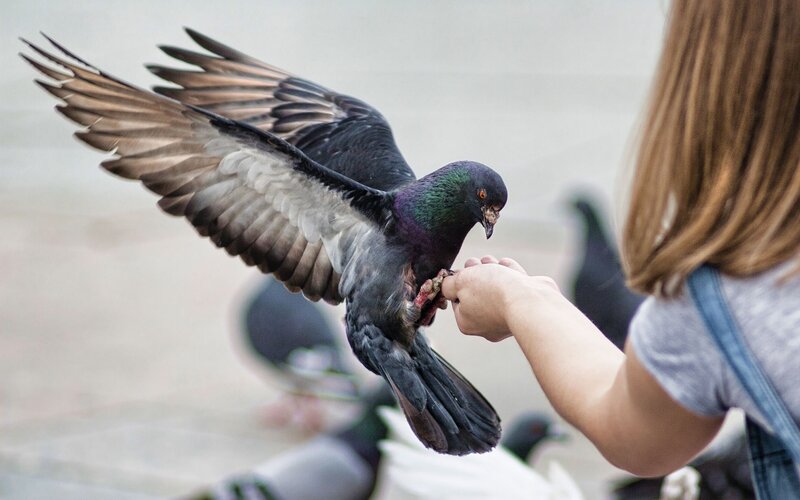 woman feeding a pigeon