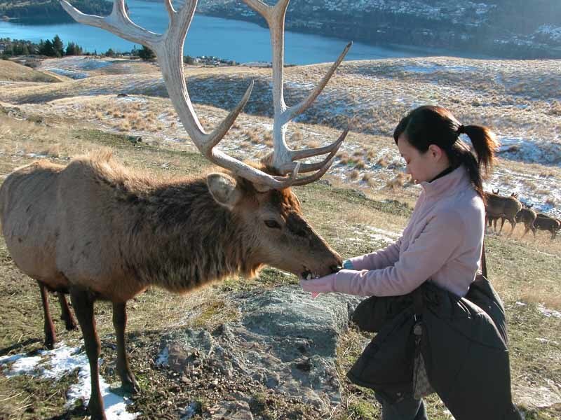 Woman feeding an elk