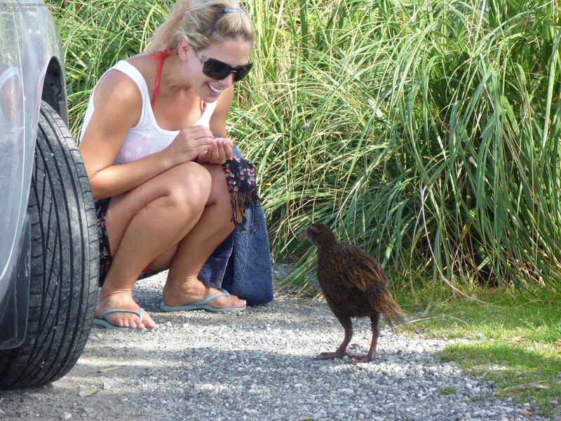 Woman Feeding Bird — Green, Calm