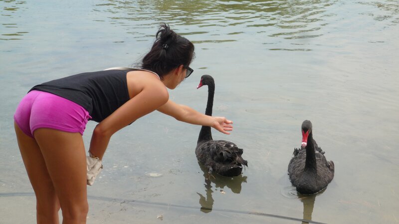 Woman feeding black swans