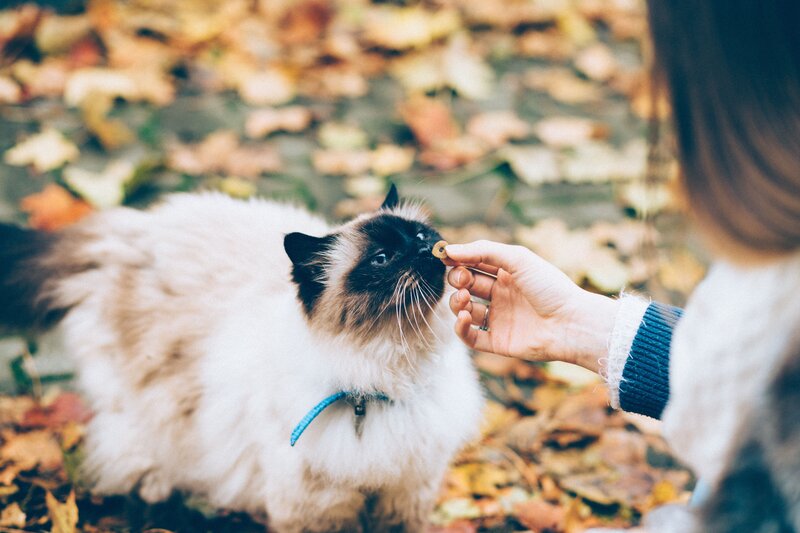 woman feeding cat outdoors