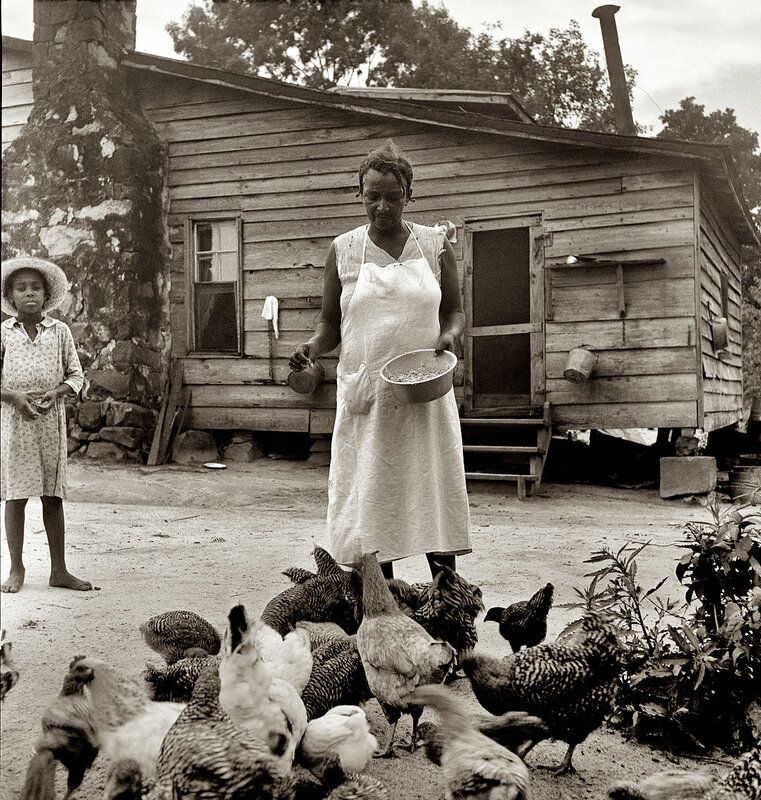 Woman feeding chickens outside cabin