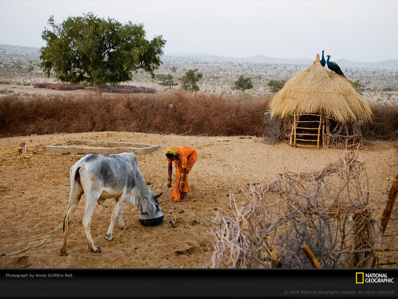 Woman feeding cow in rural village