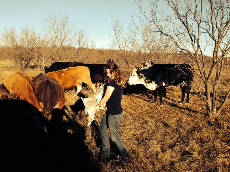 Woman Feeding Cows