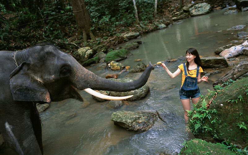Woman feeding elephant in stream