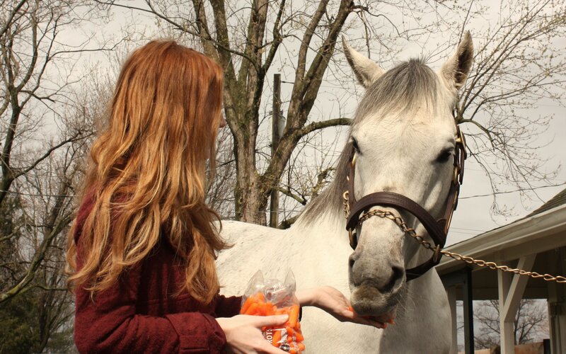 Woman Feeding Horse