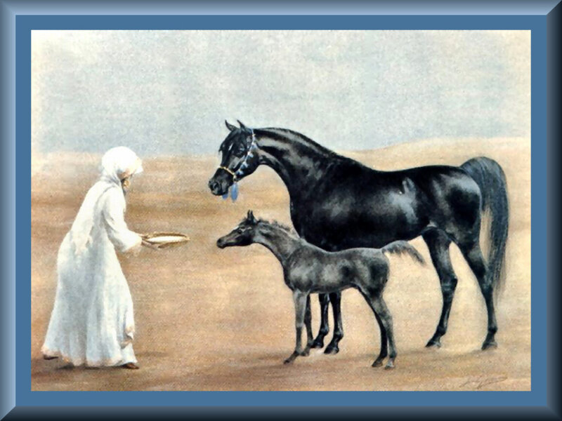 Woman Feeding Horses