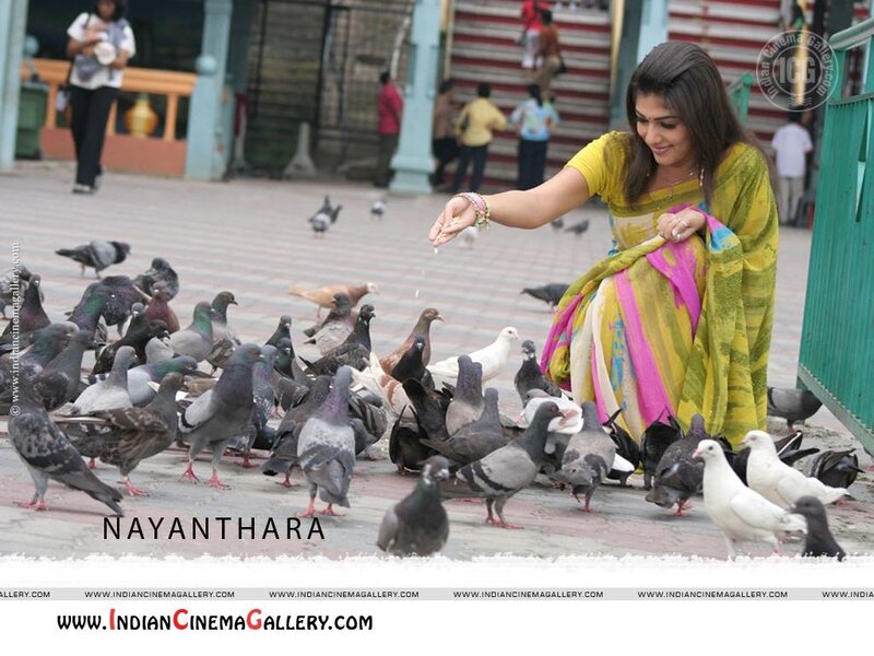 woman feeding pigeons