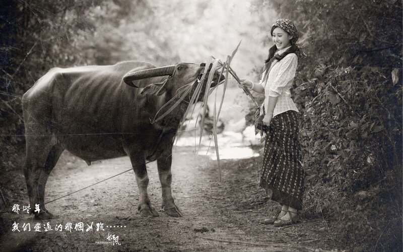 woman feeding water buffalo
