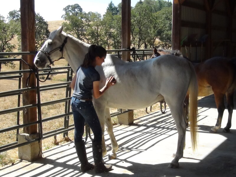 Woman Grooming White Horse