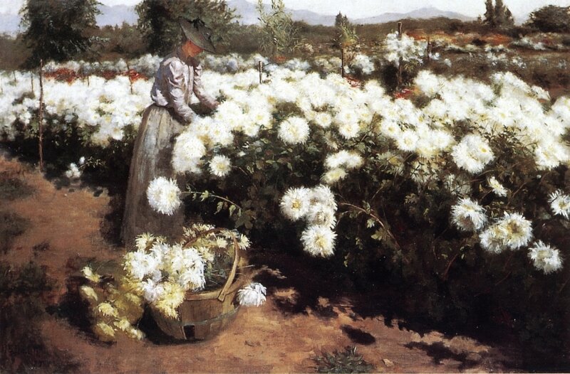 Woman harvesting chrysanthemums