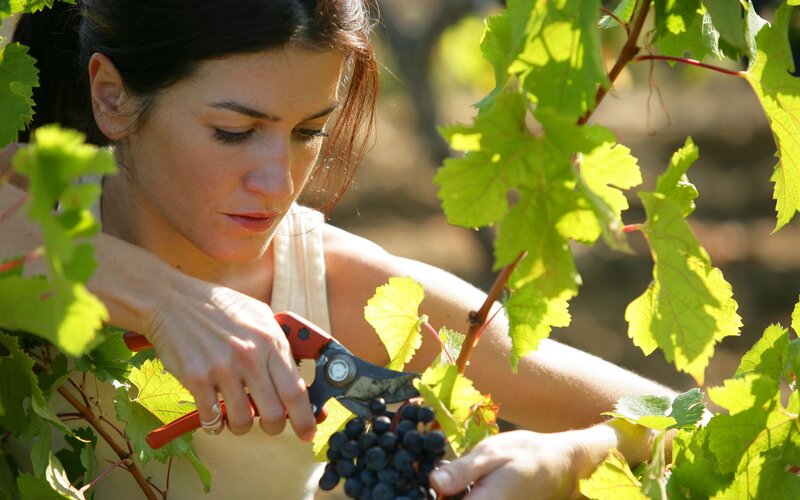 Woman Harvesting Grapes — Green