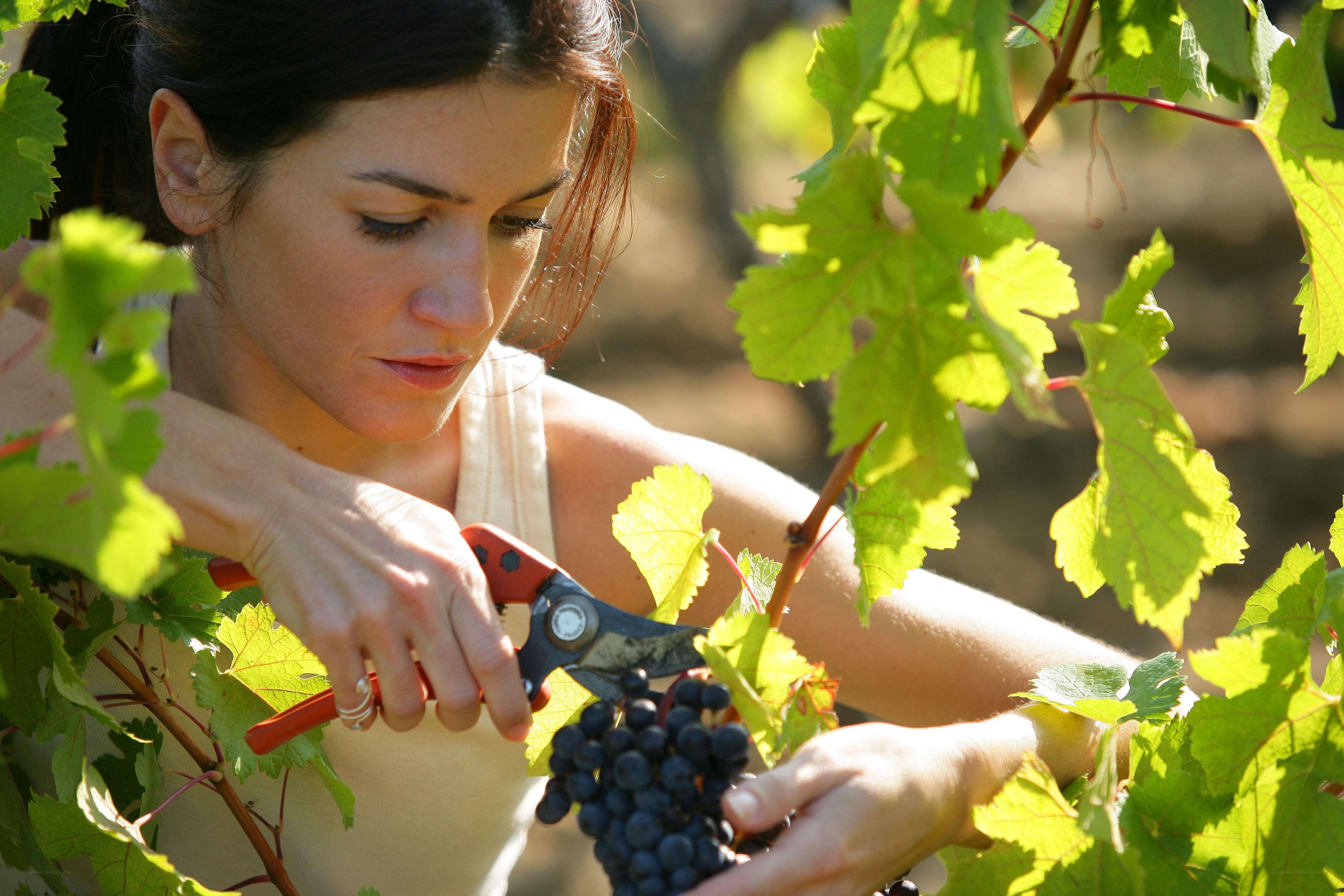 woman harvesting grapes