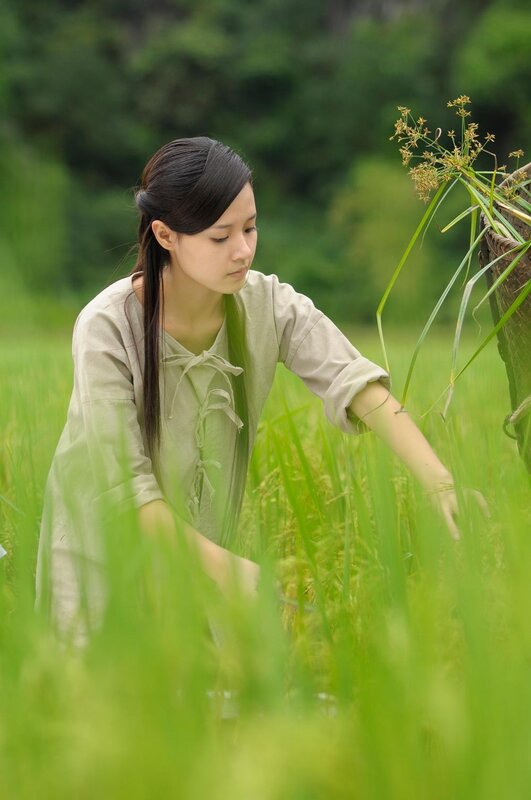 woman harvesting in a rice field