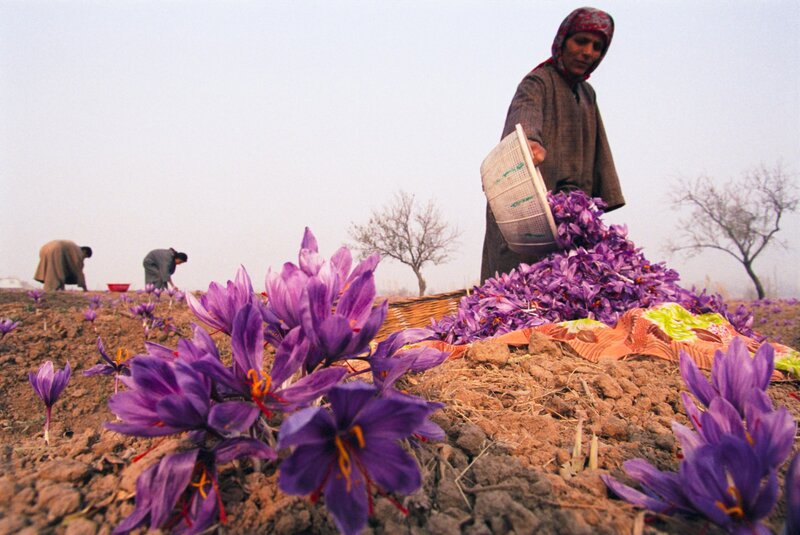 Woman Harvesting Saffron